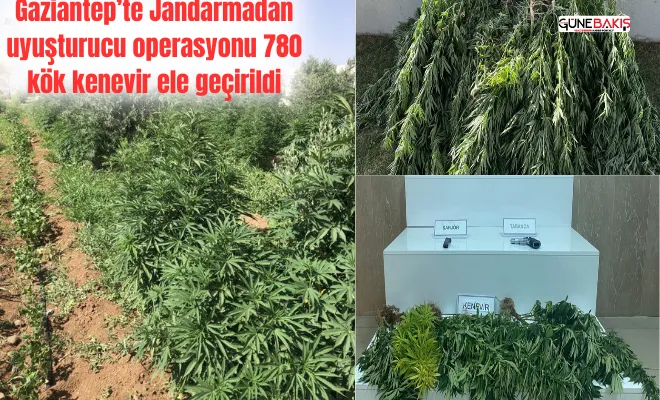 Gaziantep’te Jandarmadan uyuşturucu operasyonu: 780 kök kenevir ele geçirildi