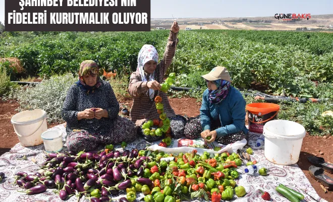 Şahinbey Belediyesi’nin fideleri kurutmalık oluyor