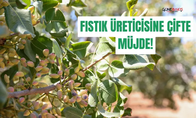 Gaziantep’te fıstık üreticisine çifte müjde!