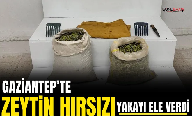 Gaziantep’te zeytin hırsızı yakayı ele verdi