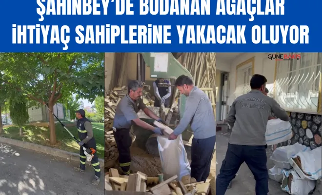 Şahinbey’de budanan ağaçlar ihtiyaç sahiplerine yakacak oluyor