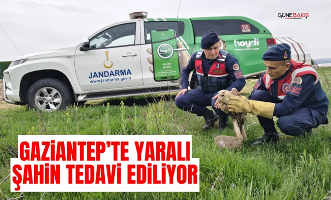 Gaziantep’te yaralı Şahin tedavi ediliyor