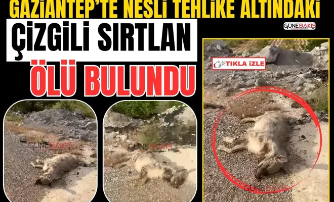 Gaziantep’te nesli tehlike altındaki çizgili sırtlan ölü bulundu