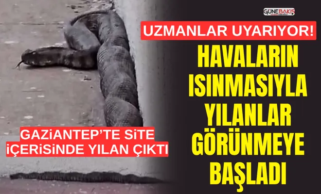Uzmanlar uyarıyor! Havaların ısınmasıyla yılanlar görünmeye başladı