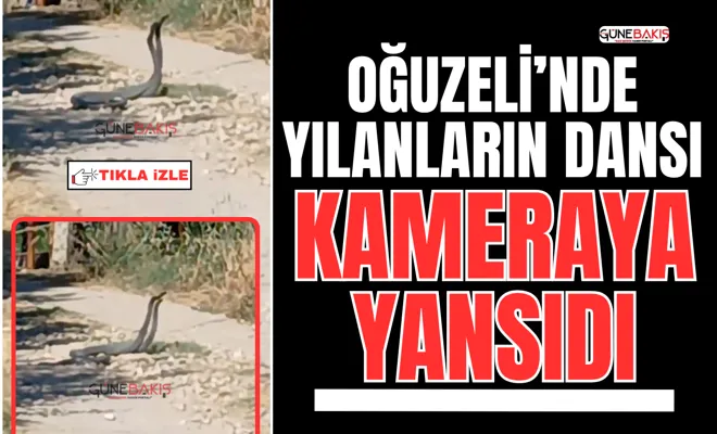 Oğuzeli’nde yılanların dansı kameraya yansıdı