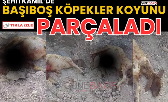 Şehitkamil’de başıboş köpekler koyunu parçaladı