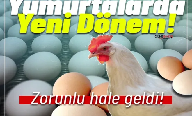 Yumurtalarda yeni dönem: Zorunlu hale geldi!
