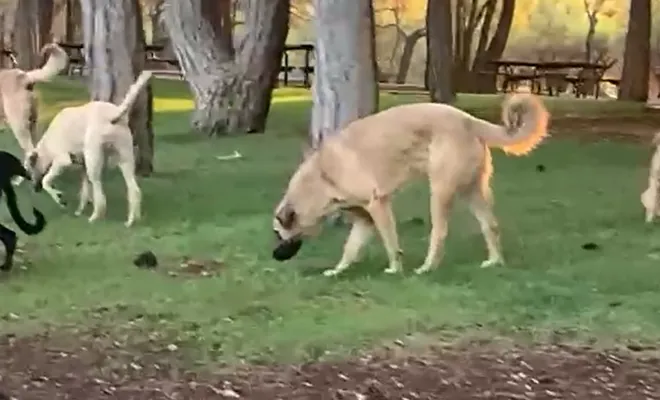 Dülükbaba’da sokak köpeği tehlikesi: Yürüyüşler kabusa dönüştü