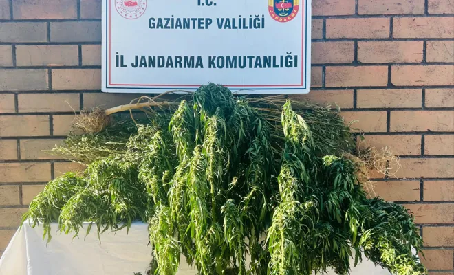 Yasadışı Kenevir Ekimi Yapanlara Operasyon: 1 Tutuklama