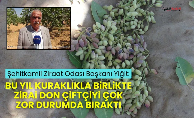 Şehitkamil Ziraat Odası Başkanı Yiğit: Bu yıl kuraklıkla birlikte zirai don çiftçiyi çok zor durumda bıraktı