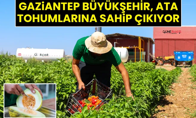 Gaziantep Büyükşehir, Ata Tohumlarına sahip çıkıyor