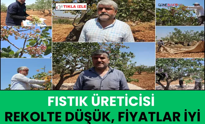 Fıstık üreticisi: Rekolte düşük, fiyatlar iyi