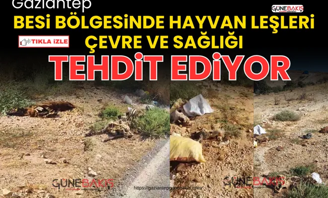 Besi bölgesinde hayvan leşleri çevre ve sağlığı tehdit ediyor