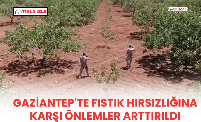 Gaziantep'te fıstık hırsızlığına karşı önlemler arttırıldı
