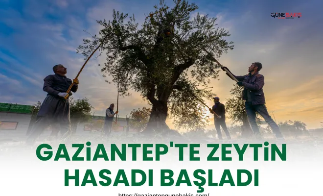 Gaziantep'te zeytin hasadı başladı