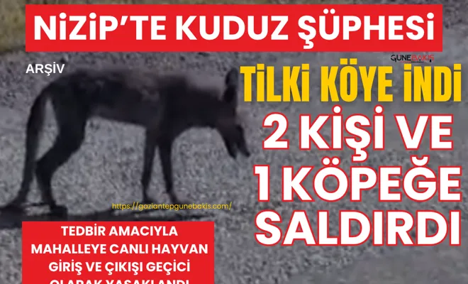 Nizip’te kuduz şüphesi: Tilki köye indi, 2 kişi ve 1 köpeğe saldırdı