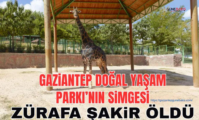 Gaziantep Doğal Yaşam Parkı’nın simgesi Zürafa Şakir öldü