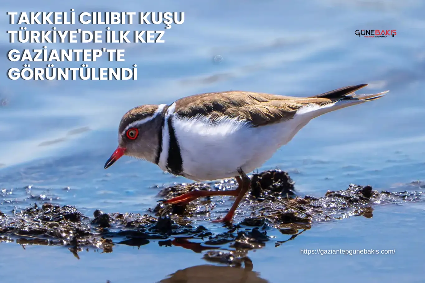 Gaziantep'te aranan 28 şüpheli yakalandı