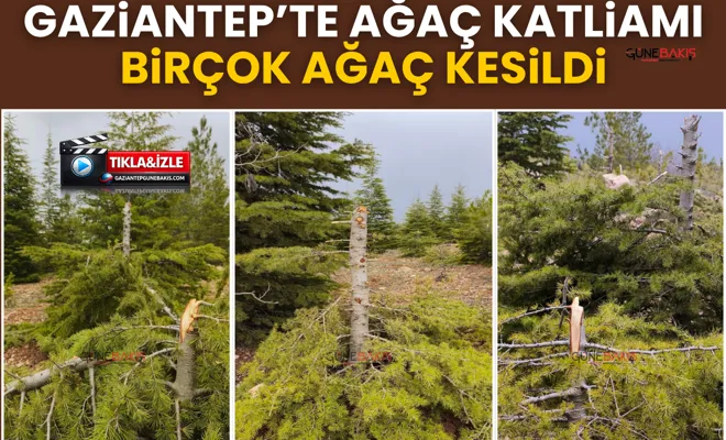 Gaziantep’te ağaç katliamı: Birçok ağaç kesildi