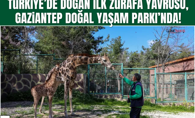 Türkiye’de doğan ilk zürafa yavrusu, Gaziantep Doğal Yaşam Parkı’nda!