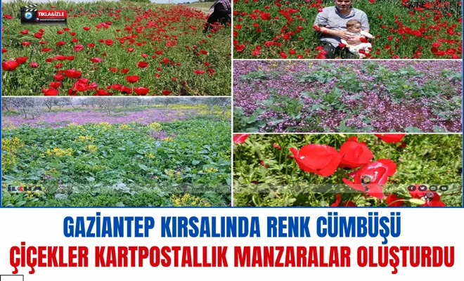 Gaziantep kırsalında renk cümbüşü: Çiçekler kartpostallık manzaralar oluşturdu