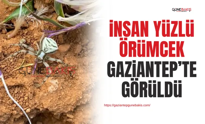 İnsan yüzlü örümcek Gaziantep’te görüldü