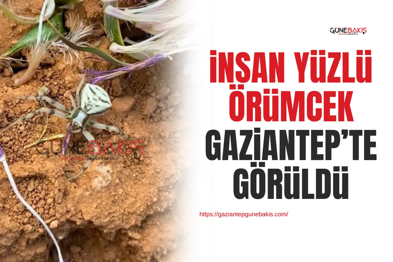 Gaziantep'te ruhsatsız diş kliniğine baskın: 1 tutuklama