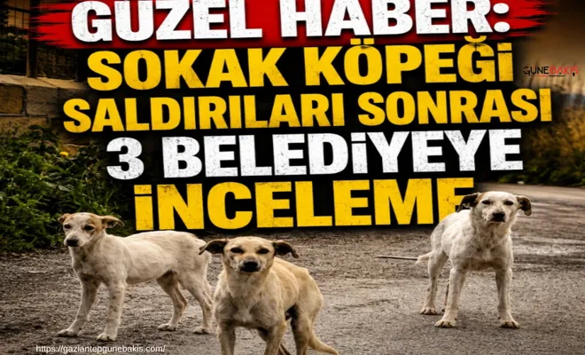 Sokak köpeği saldırıları sonrası 3 belediyeye inceleme