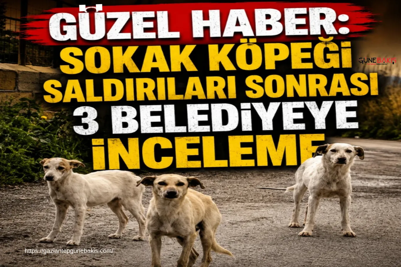 Gaziantep'te son kullanma tarihi geçmiş ürün satan market kapatıldı
