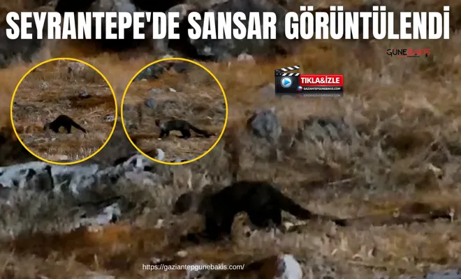 Seyrantepe'de sansar görüntülendi