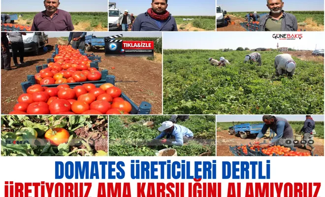 Domates üreticileri dertli: Üretiyoruz ama karşılığını alamıyoruz