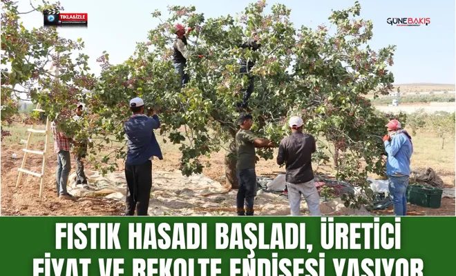 Fıstık hasadı başladı, üretici fiyat ve rekolte endişesi yaşıyor