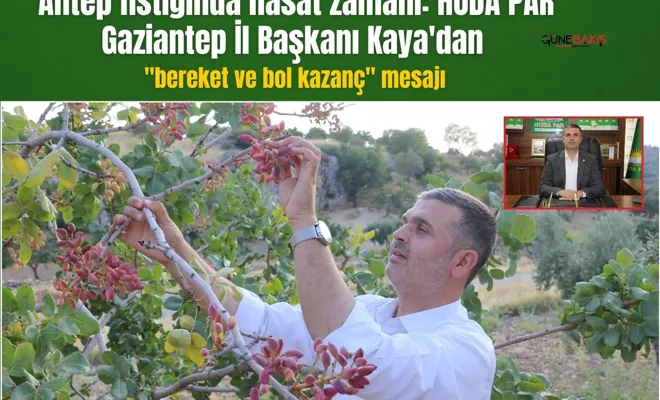 Antep fıstığında hasat zamanı: HÜDA PAR Gaziantep İl Başkanı Kaya'dan "bereket ve bol kazanç" mesajı