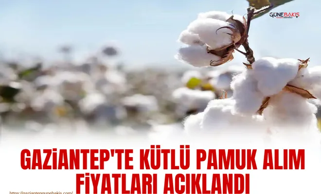 Gaziantep'te kütlü pamuk alım fiyatları açıklandı